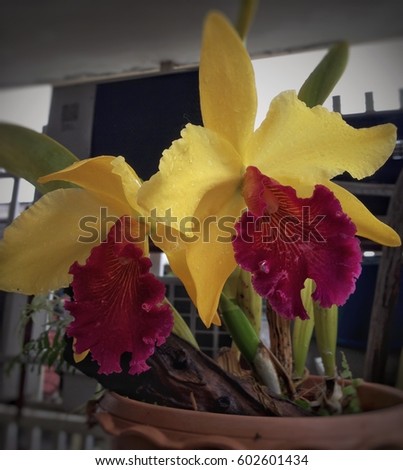 Colorful flower in pink and yellow is orchid.fresh and beautiful form nature.