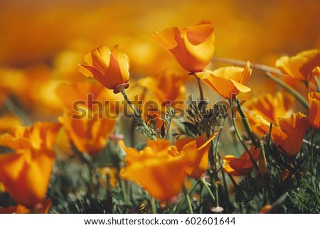 A naturalised crop of the vivid orange flowers, the California poppy, Eschscholzia californica, flowering, in the Antelope Valley California poppy reserve Papaveraceae