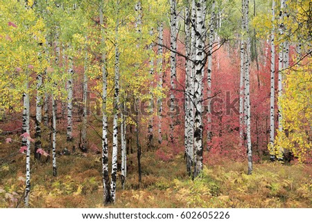 A trail through the woods Vivid autumn foliage colour on maple and aspen tree leaves