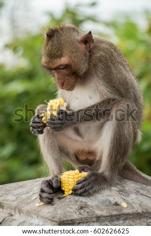 A picture of a monkey eating corn.