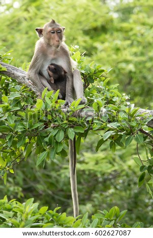 A picture of a monkey hanging on a tree.

