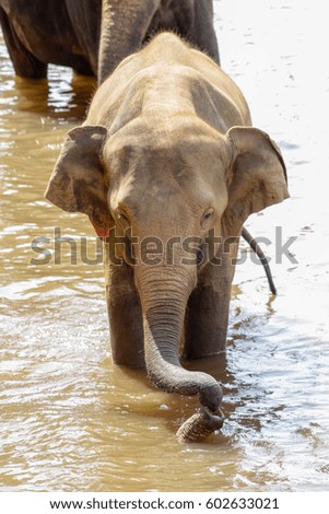 Sri Lanka, Pinawella Cattery. Elephants are bathing and washing in the river
