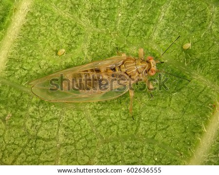Fig Psyllid, Jumping plant lice, jumping plant louse (Mycopsylla fici)