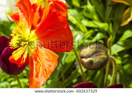 Young poppy bud next to opened poppy flower on green grass background in a garden