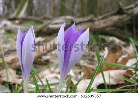 macro photo of forest primrose with petals of delicate purple hue in the background faded foliage and branches of trees as the source for design, printing, advertising, decorating