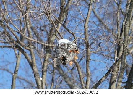 Hornets nest under the snow on the branches of a tree on a background of blue sky.