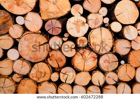 Tree stump background. Wooden texture and background.