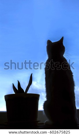 Silhouette of a cat looking out the window