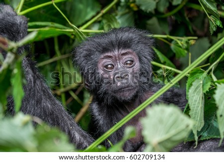 Portrait of the baby mountain gorilla. Uganda. Bwindi Impenetrable Forest National Park. An excellent illustration. Royalty-Free Stock Photo #602709134