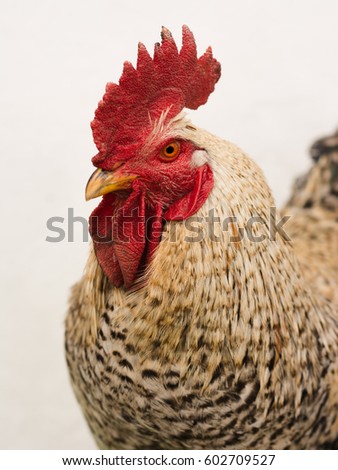 Red fire rooster. Free range rooster on white background. 
Perfect image for organic chicken industry, countryside, farms, food, eco farming, lifestock etc.
