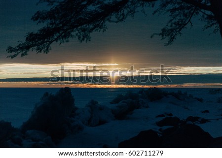 Winter tree with sun rays