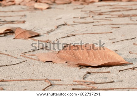 Dry leaves in the road