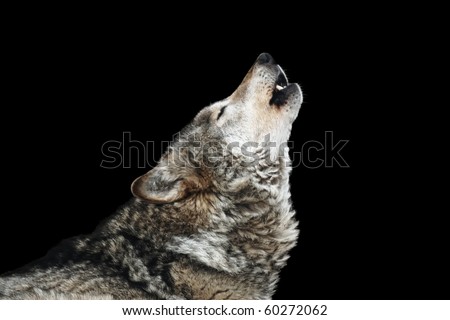 Wolf howl. Isolated on a black background