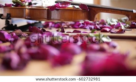 Antique/old violin and bow on wooden table surrounded by red rose petals