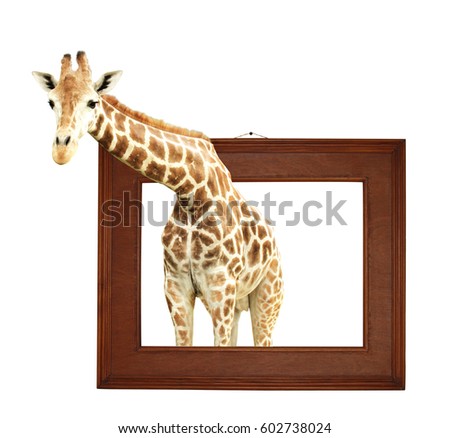 Giraffe in wooden frame with 3d effect. Isolated on white background