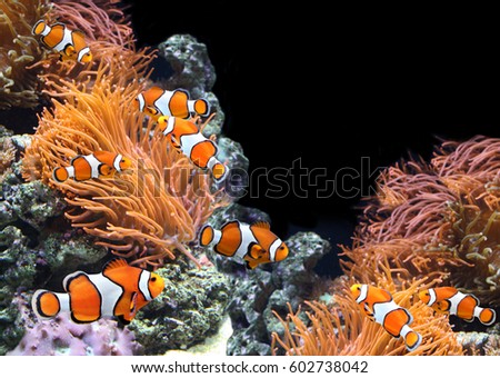 Sea anemone and clown fish in marine aquarium. On black background witn copy space