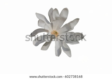 isolated magnolia stellata white waterlily in the garden