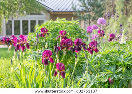Beautiful colorful  purple flowers - iris, onion decorative and aquilegia in front of a big wooden house. Spring  blooming