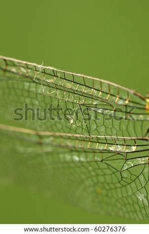 wing of a dragonfly