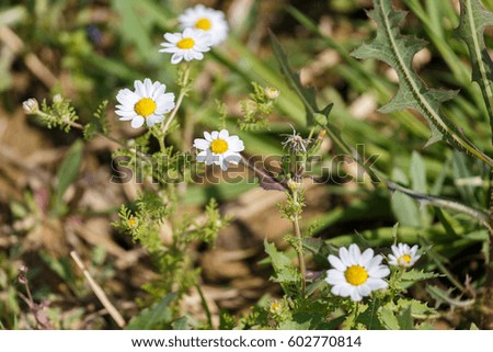 Bright white camomiles on spring field