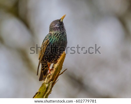 Singing Common Starling (Sturnus vulgaris) displaying territorial behavior in front of nesting site