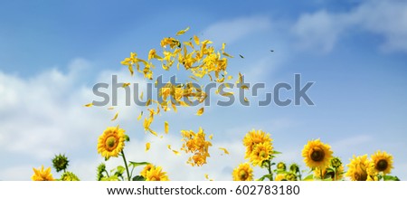field of blooming sunflowers on a background sunset as summer landscape