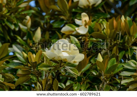 Magnolia virgin, a species of flowering plant.