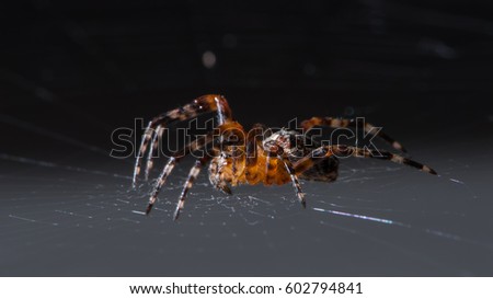 Angry looking male Cross-Spider
