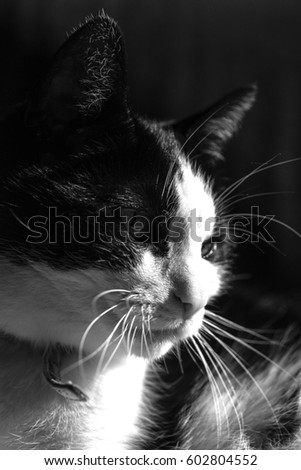 Black White Cat 