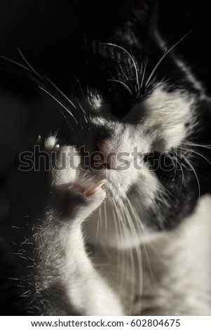 Black White Cat [washing] 
