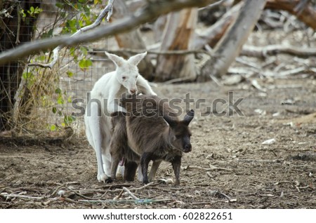 the albino eastern grey kangaroo is mating with the brown eastern grey kangaroo