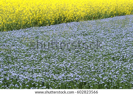linen and rapeseed in flower