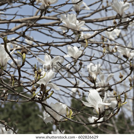 Macro White Magnolia Blossoms Against a Blue Sky