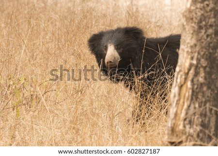 Curious Looking bear