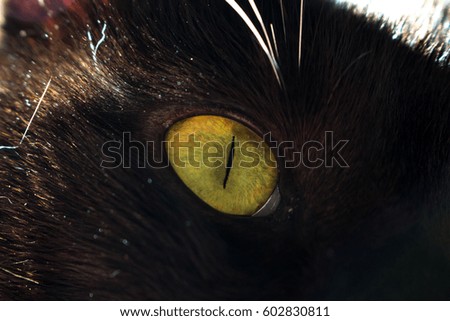 Green eye of a black cat macro closeup