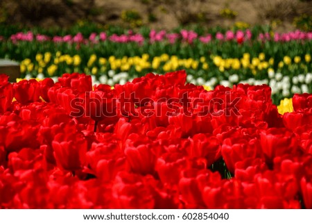 Tulips in Japan.