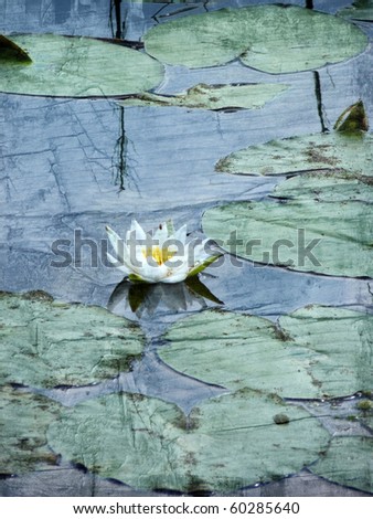 Water lilly on grunge paper