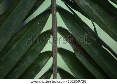 Green palm tree leaves. Suitable to be used for anything about greenery and plantation.
