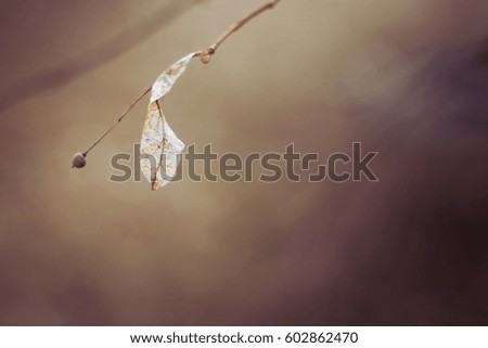 Dry autumn leaf on a tree. Background concept