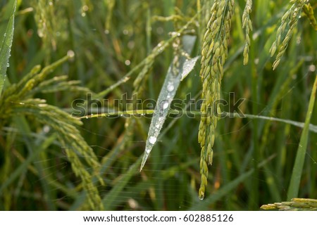 Closeup of rice spike in Paddy field on autumn.