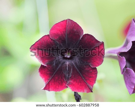 Dark red petunia blooming in nature garden