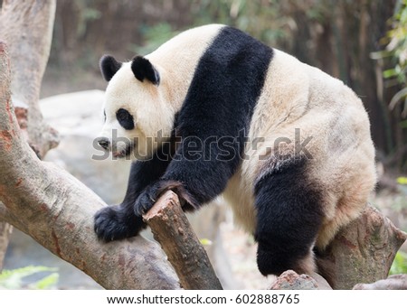Giant panda, Chinese national treasure, endangered animals