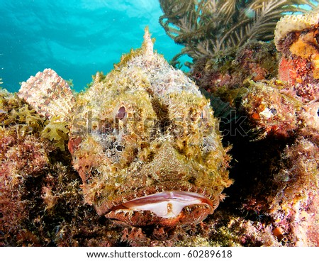 Wide angle close up of a Spotted Scorpionfish. Picture taken in Broward County Florida.