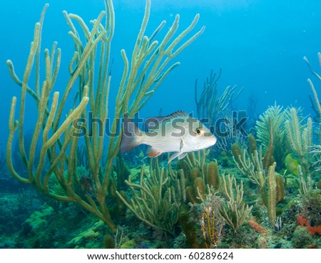 Gray Snapper on a coral reef. Picture taken in Broward County Florida.