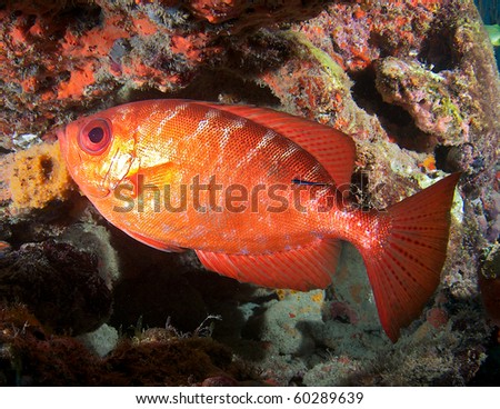 Glasseye Snapper under a reef ledge.Picture taken in Broward County Florida.