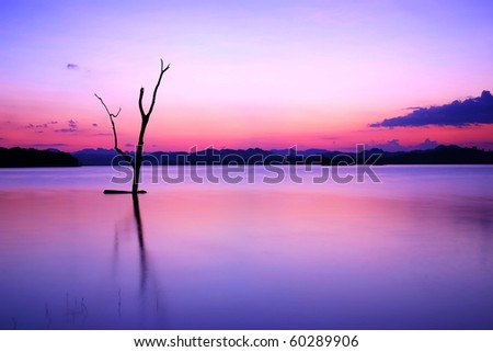 Dry Tree Under Sunset, Western Thailand