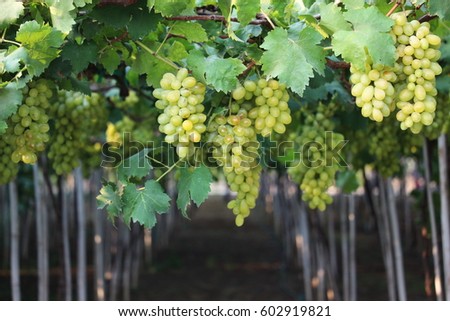 wine grapes on cordon at wine yard before harvest ,selective focus with blur background.