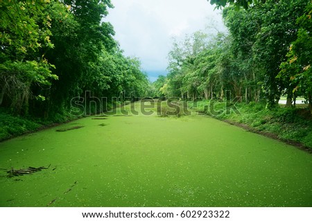 A photo of landscape of the green canal covered by mosquito fern ( azolla caroliniana) at the green forest at Si Satchanalai Historical Park, Sukhothai, Thailand