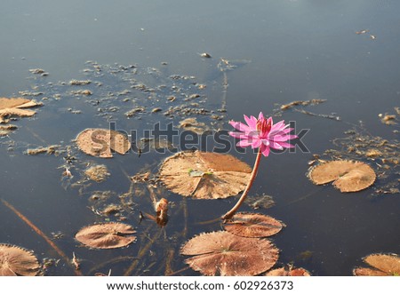 A single pink lotus in the pond.