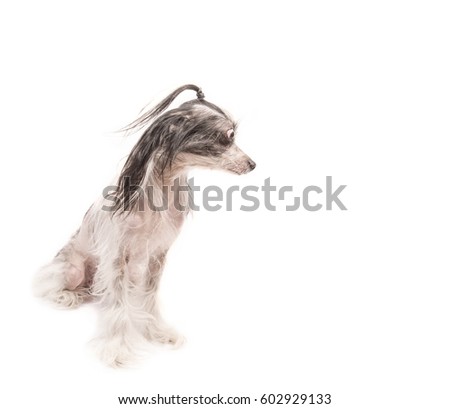 Astonished Chinese Crested dog 